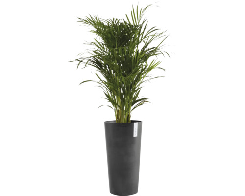 Grüne Zimmerpalme in einem hohen, anthrazitfarbenen Pflanzgefäß mit ECOPOTS Logo.
