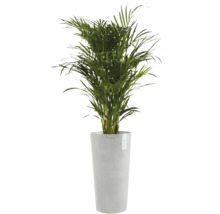 Goldfruchtpalme in hohem, grauem ECOPOTS Pflanzkübel.