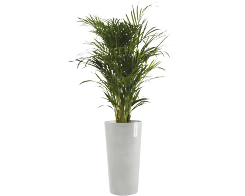 Goldfruchtpalme in hohem, grauem ECOPOTS Pflanzkübel.