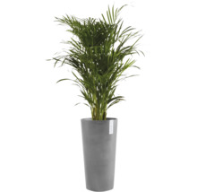 Goldfruchtpalme in einem hohen grauen Pflanzgefäß der Marke Ecopots.