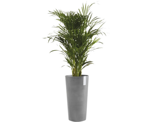 Goldfruchtpalme in einem hohen grauen Pflanzgefäß der Marke Ecopots.