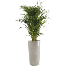 Goldfruchtpalme Zimmerpflanze Areca in einem hohen grauen Pflanzgefäß von Ecopots.