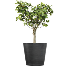 Figuier avec des feuilles vertes et de petits fruits dans un grand pot de fleurs gris foncé.