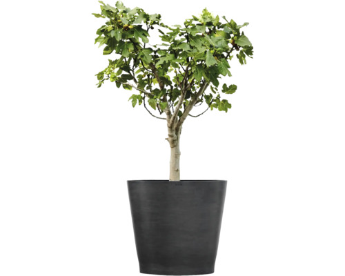 Figuier avec des feuilles vertes et de petits fruits dans un grand pot de fleurs gris foncé.