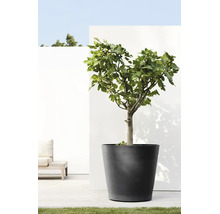 Grand bac à fleurs anthracite avec un figuier sur une terrasse lumineuse avec deck en bois et mur blanc.