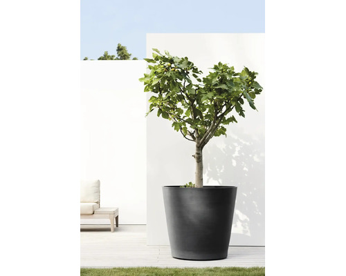 Grand bac à fleurs anthracite avec un figuier sur une terrasse lumineuse avec deck en bois et mur blanc.
