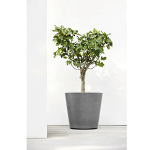 Pot de fleurs gris rond de forme conique avec un figuier.
