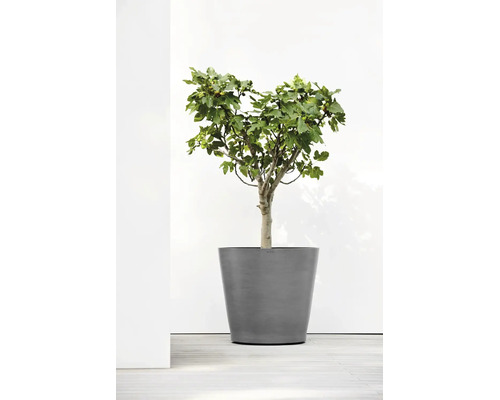 Pot de fleurs gris rond de forme conique avec un figuier.
