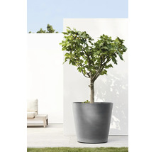 Un figuier dans un grand bac à plantes gris sur une terrasse moderne et lumineuse devant un mur blanc.