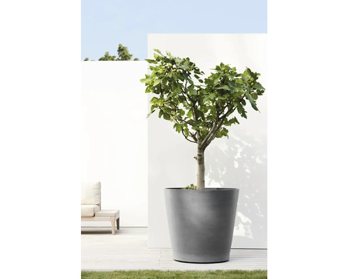 Un figuier dans un grand bac à plantes gris sur une terrasse moderne et lumineuse devant un mur blanc.