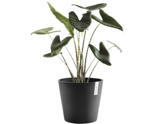 Plante d intérieur Alocasia zebrina aux tiges zébrées dans un pot de fleurs noir Ecopots.