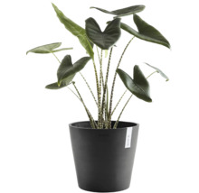 Zimmerpflanze Alocasia Zebrina mit gestreiften Stielen in einem runden anthrazitfarbenen Ecopots Blumentopf.