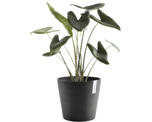 Zimmerpflanze Alocasia Zebrina mit gestreiften Stielen in einem runden anthrazitfarbenen Ecopots Blumentopf.