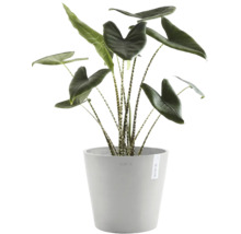 Plante d'intérieur Alocasia Zebrina avec tiges zébrées dans un pot de fleurs gris Ecopots.