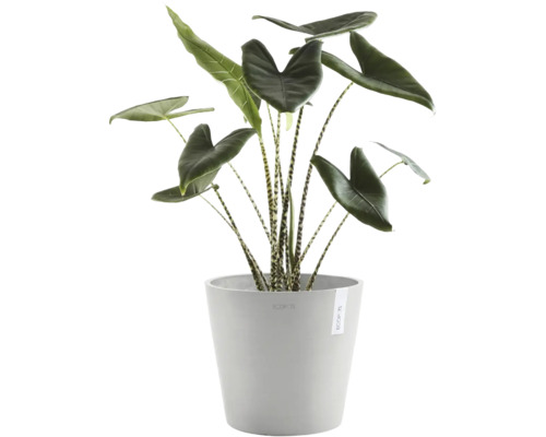 Plante d'intérieur Alocasia Zebrina avec tiges zébrées dans un pot de fleurs gris Ecopots.