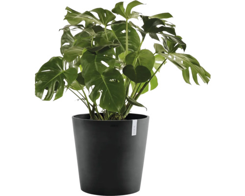 Zimmerpflanze Monstera deliciosa in einem schwarzen Kunststofftopf mit großen, tief geschlitzten grünen Blättern.