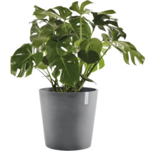 Monstera deliciosa im grauen Pflanztopf. Zimmerpflanze mit großen, gelochten Blättern.