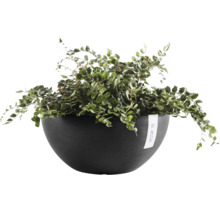 Coupe à plantes Ecopots avec une fougère d'intérieur