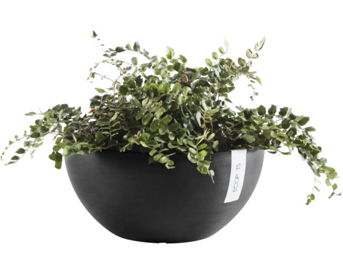 Coupe à plantes Ecopots avec une fougère d'intérieur