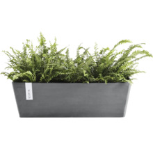 Jardinière rectangulaire Ecopots anthracite en plastique recyclé avec fougères vertes.