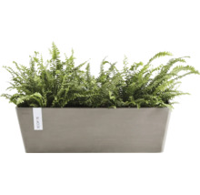 Jardinière rectangulaire ECOPOTS garnie de fougères vertes.