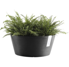 Anthrazitfarbene Ecopots Pflanzschale aus Kunststoff mit grünem Farn.
