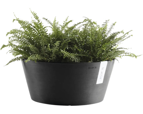 Anthrazitfarbene Ecopots Pflanzschale aus Kunststoff mit grünem Farn.