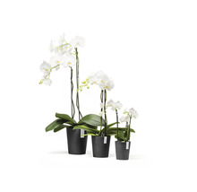 Trois orchidées Phalaenopsis blanches de différentes tailles dans des pots en plastique noirs.