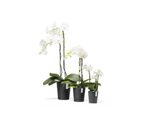 Trois orchidées Phalaenopsis blanches de différentes tailles dans des pots en plastique noirs.