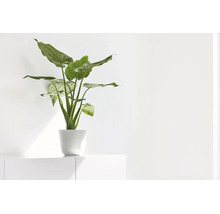 Plante d'intérieur Alocasia dans un pot blanc sur un buffet blanc dans une pièce lumineuse.