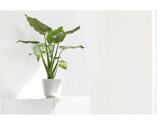 Plante d'intérieur Alocasia dans un pot blanc sur un buffet blanc dans une pièce lumineuse.