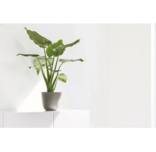 Scène de pièce lumineuse avec une plante d’intérieur verte aux grandes feuilles dans un pot gris sur un meuble blanc.