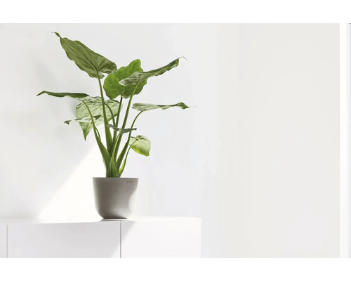 Scène de pièce lumineuse avec une plante d’intérieur verte aux grandes feuilles dans un pot gris sur un meuble blanc.