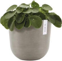 Plante d'intérieur Pilea peperomioides dans un pot de fleurs Ecopots rond.