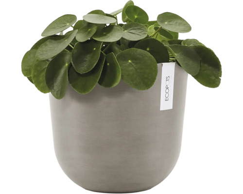 Plante d'intérieur Pilea peperomioides dans un pot de fleurs Ecopots rond.