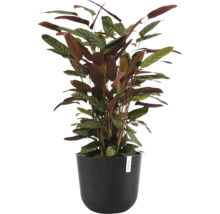 Zimmerpflanze Calathea setosa im schwarzen Ecopots Blumentopf mit charakteristisch gemusterten Blättern.