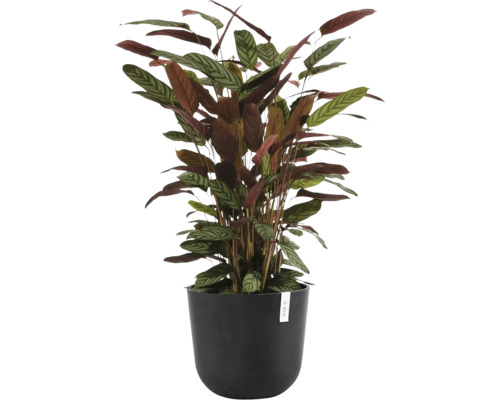 Zimmerpflanze Calathea setosa im schwarzen Ecopots Blumentopf mit charakteristisch gemusterten Blättern.