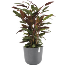 Zimmerpflanze Calathea mit gestreiften Blättern in einem grauen runden Pflanzentopf mit Ecopots Logo.