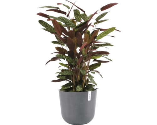 Zimmerpflanze Calathea mit gestreiften Blättern in einem grauen runden Pflanzentopf mit Ecopots Logo.