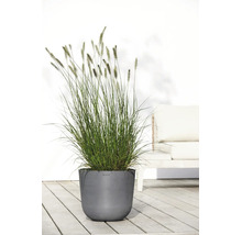 Moderner grauer Ecopots Pflanzkübel mit hohem Ziergras auf einer hellen Holzterrasse vor einer weißen Wand und Gartenmöbeln.