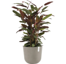 Calathea Zimmerplanz mat gemusterte Blieder an engem groe Blomenpot.