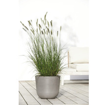 Hohes Ziergras in einem grauen runden Pflanzkübel auf einer hellen Holzterrasse mit Gartenmöbeln.