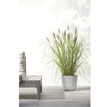 Herbe ornementale avec des plumets bruns dans un pot de fleurs blanc rond sur une terrasse en bois à côté d'un meuble de jardin.