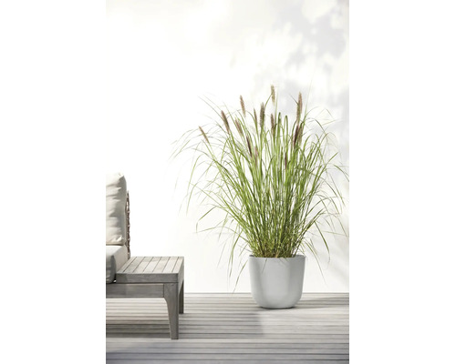 Herbe ornementale avec des plumets bruns dans un pot de fleurs blanc rond sur une terrasse en bois à côté d'un meuble de jardin.