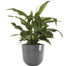 Zimmerpflanze Einblatt Spathiphyllum mit grünen Blättern und weißen Blüten im runden grauen Topf.
