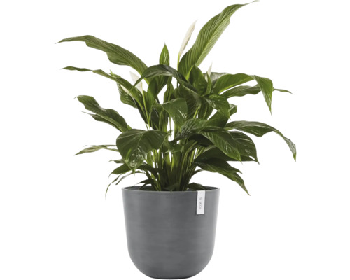Zimmerpflanze Einblatt Spathiphyllum mit grünen Blättern und weißen Blüten im runden grauen Topf.
