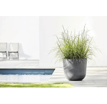 Moderner runder Pflanzkübel in Anthrazit mit Ziergras auf einer Terrasse am Pool.
