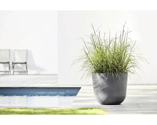 Moderner runder Pflanzkübel in Anthrazit mit Ziergras auf einer Terrasse am Pool.
