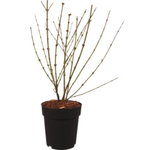 Arbuste à feuilles caduques en pot
