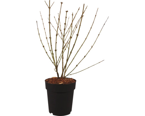 Arbuste à feuilles caduques en pot
